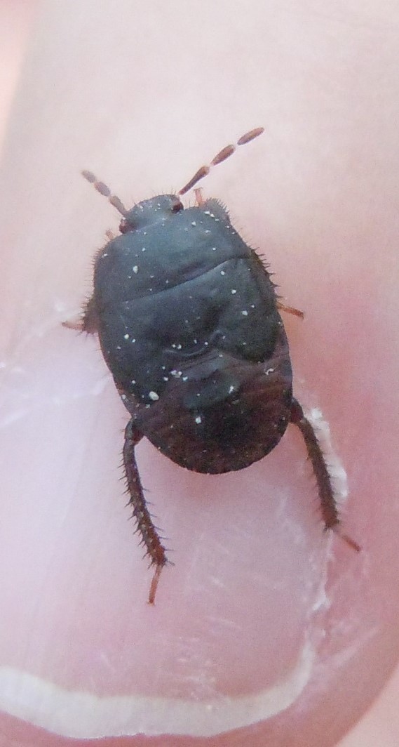 Ninfa di Cydnidae: Cydnus aterrimus